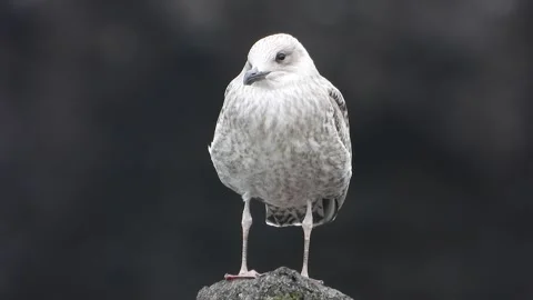 Juvenile gull stands on seaside rocks - Shoreline Fauna and Coastal Ornithology Stock Footage 339735558