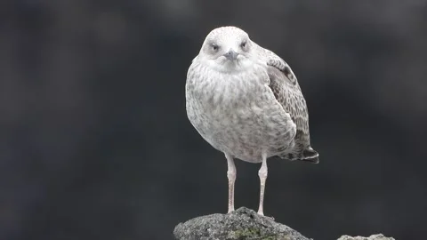 Juvenile gull stands on seaside rocks - Natural Behavior and Shoreline Wildlife Stock Footage 339735658