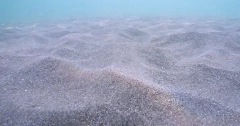 Juvenile halibut flys out of sand and buries itself in ripple Stock Footage 309824296