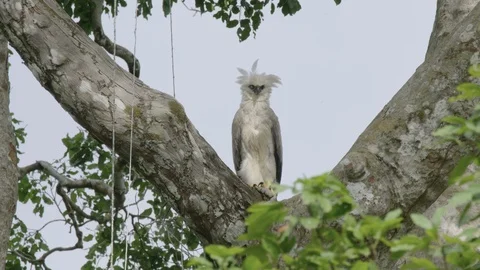 Juvenile Harpy Eagle Stock Footage 116650307