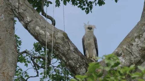 Juvenile Harpy Eagle head bobbing Stock Footage 116651157