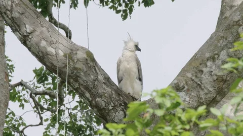 Juvenile Harpy Eagle head bobs and preens in tree Stock Footage 116650126