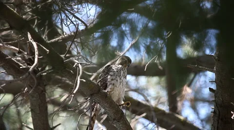 Juvenile hawk calls Stock Footage 4809732