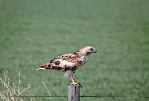 Juvenile Hawk on Post Stock Photos