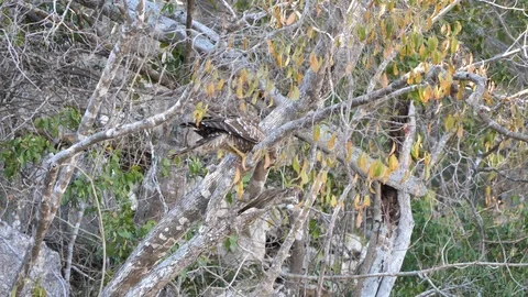 Juvenile Hawk Sharpening Beak On Tree Trunk, Tsingy, Madagascar Stock Footage 122276658
