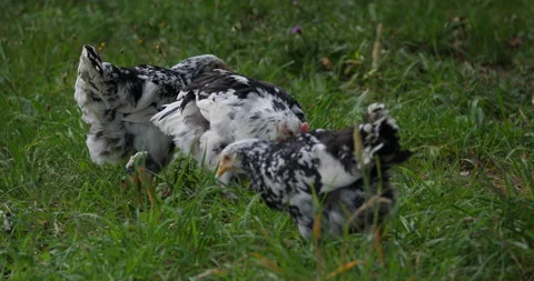 Juvenile hens Stockbeeldmateriaal 157836953