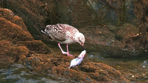 A juvenile herring gull or seagull, standing while pecking at a dead fish. Stock Footage 288099862