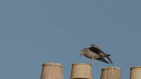 Juvenile Herring Gull Takes Flight From Chimney Stacks Stock Footage 314491245