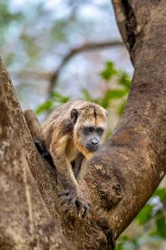 Juvenile Howler Monkey Stock Photos