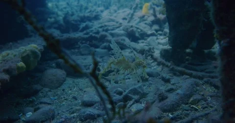 Juvenile Leafy Sea Dragon Under The Jetty Pylons 動画素材 330766638