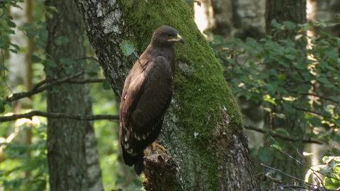 A juvenile Lesser spotted eagle Aquila pomarina sits on a branch near the nest. Stock Footage 231899611