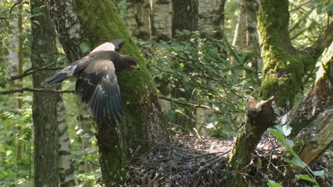 A juvenile Lesser spotted eagle Aquila pomarina sits on a branch near the nest. Stock Footage 237100667