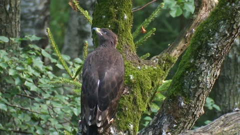 A juvenile Lesser spotted eagle sits on a branch near the nest and looks up. Stock Footage 232786578