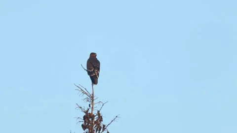Juvenile Lesser spotted eagle on top of a Spruce Stock Footage 270607817