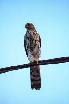 Juvenile light morph Red-tailed hawk Buteo jamaicensis perches on a wire Stock Photos