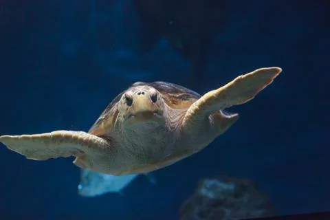 Juvenile loggerhead sea turtle Foto stock