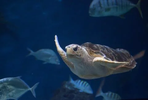 Juvenile loggerhead sea turtle Stock Photos