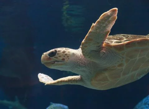 Juvenile loggerhead sea turtle Stock Photos