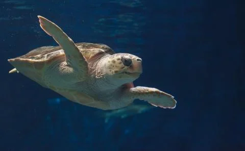 Juvenile loggerhead sea turtle Stock Photos