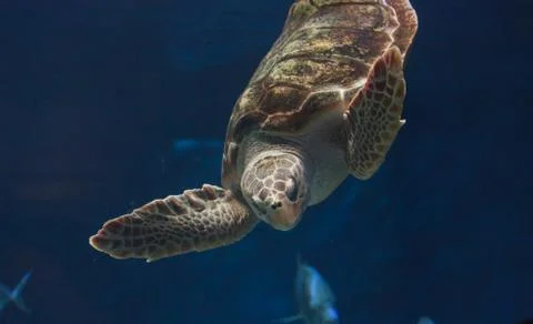 Juvenile loggerhead sea turtle Stock Photos