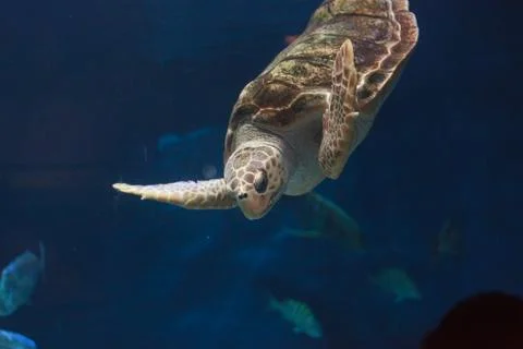 Juvenile loggerhead sea turtle Stock Photos