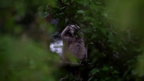 Juvenile long-eared owl (Asio otus) Stock Footage 245504292