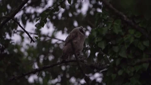 Juvenile long-eared owl (Asio otus) Stock Footage 245504485