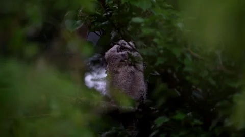 Juvenile long-eared owl (Asio otus) looking up Stock Footage 245504742