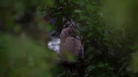 Juvenile long-eared owl (Asio otus) stretching wings Stock Footage 245504777