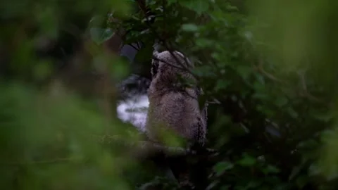 Juvenile long-eared owl (Asio otus) watching up Stock Footage 245504914