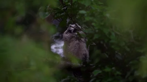 Juvenile long-eared owl (Asio otus) is resting Stock Footage 245507082