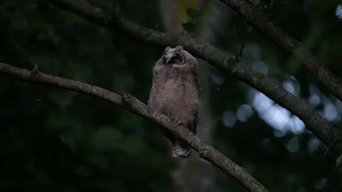 Juvenile long-eared owl (Asio otus) is making him big Stock Footage 245509018