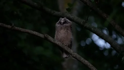 Juvenile long-eared owl (Asio otus) sits down Stock Footage 245509634