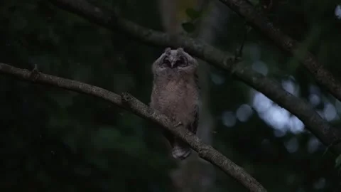 Juvenile long-eared owl (Asio otus) makes no effort Stock Footage 245509737