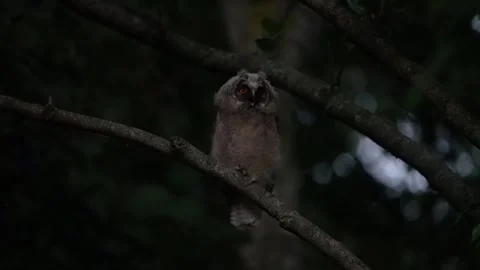 Juvenile long-eared owl (Asio otus) flies away Stock Footage 245509869