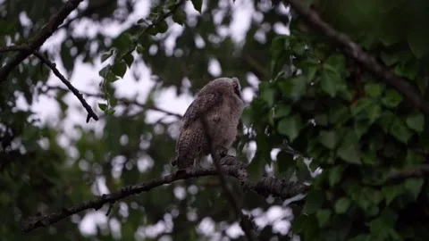 Juvenile long-eared owlet (Asio otus) is sitting high Stock Footage 245507491