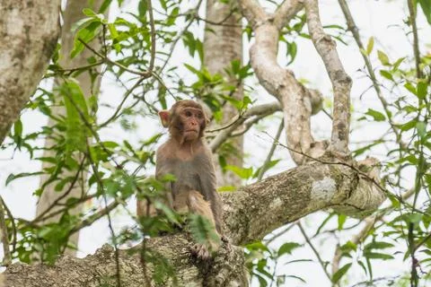 Juvenile macaque sitting on thick tree branch, alert and watching in protec.. Stock Photos