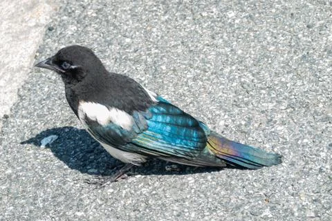 Juvenile Magpie Stock Photos