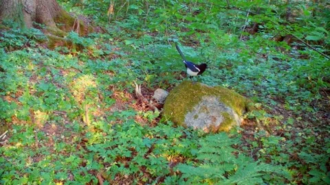 A juvenile magpie sits on a stone in a forest, begging for food Stock Footage 327655231