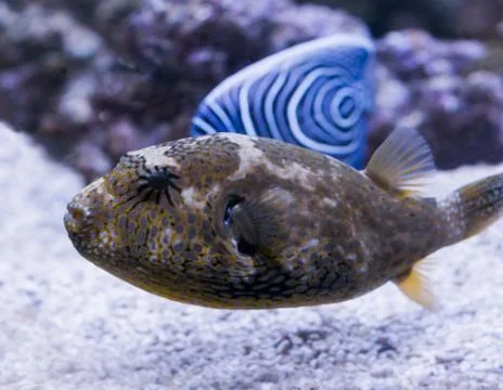 Juvenile map puffer fish in closeup, a tropical aquarium pet from the indian  Fotos de archivo