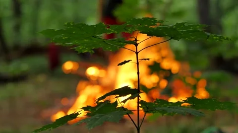 Juvenile Maple at Fire Burn People Ivan Kupala Pagan Festival Ritual of Bonfire Stock Footage 64797416