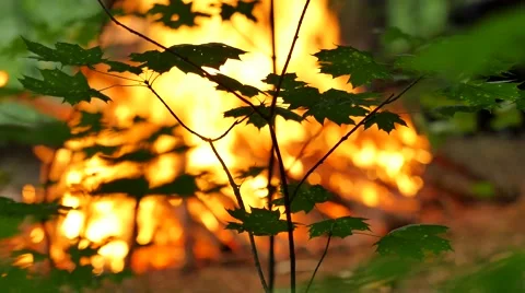 Juvenile Maple Stalk at Fire Burn Ivan Kupala Pagan Festival Ritual of Bonfire 動画素材 64797466