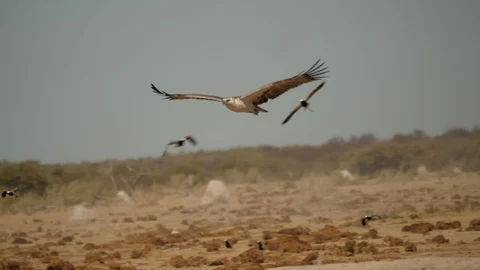 Juvenile Martial Eagle flies to camera to land, mobbed by Blacksmith Lapwings Stockbeeldmateriaal 114398640