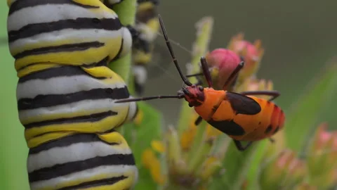 Juvenile milkweed bug Stock Footage 311981775