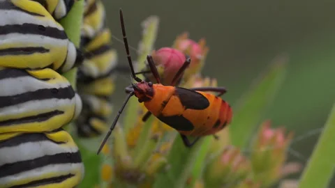 Juvenile milkweed bug Stock Footage 311981895