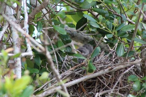 A juvenile mockingbird Foto stock