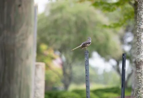 Juvenile Mockingbird Stock Photos