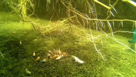 Juvenile molly fish having lunch Stock Footage 239551581