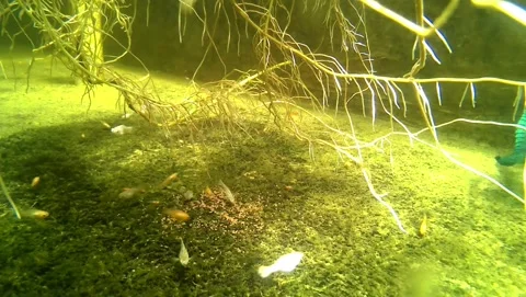 Juvenile molly fish having lunch Stock Footage 239551734