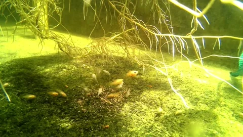 Juvenile molly fish having lunch Stock Footage 239551895